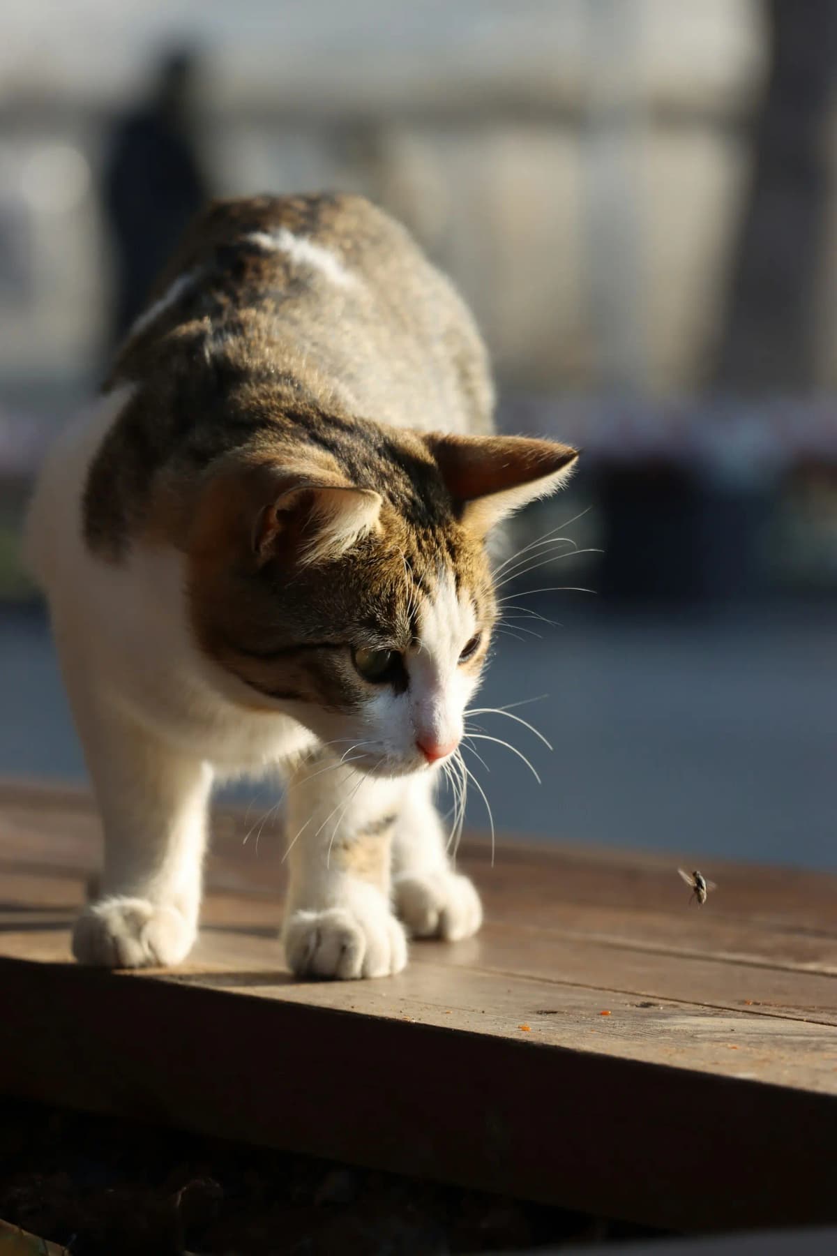 Professional veterinary consultation with feline patient