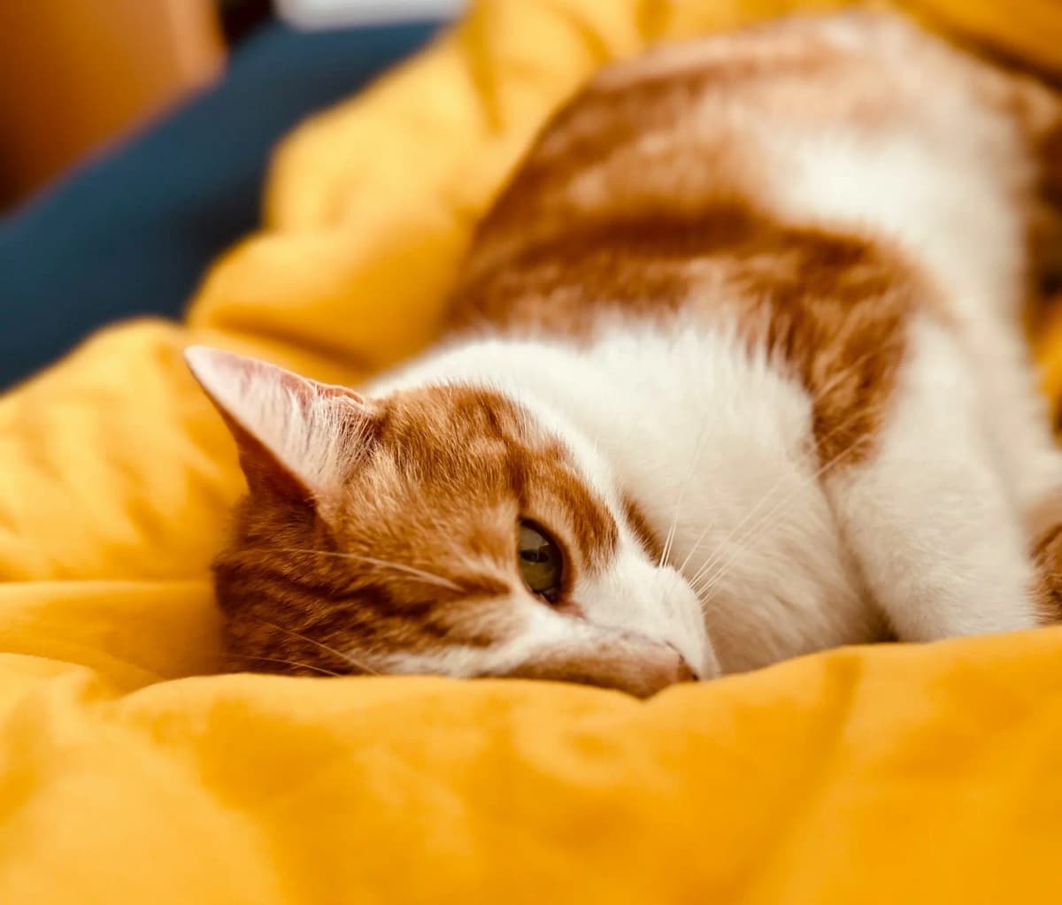 Comprehensive feline health examination