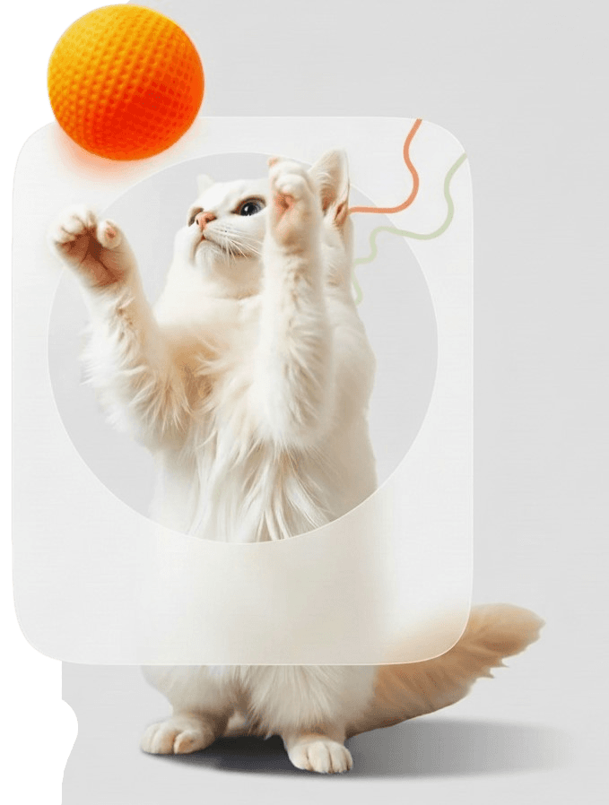 hero cat